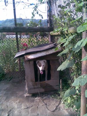 폐자재로 만든 개집