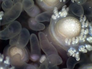 Asterias forbesi의 페디셀라리아와 유두