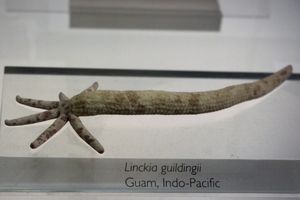 한 개의 팔에서 재생하는 빗살무늬 불가사리류