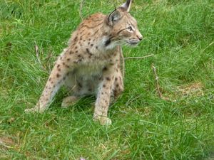 유라시아스라소니(Lynx lynx)는 칸타해메 지역의 대표적인 동물이다.