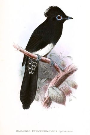 T. a. periophthalmica