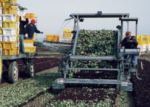 2011년 유마 인근 농업