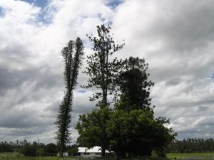 세 종의 아라우카리아 - 왼쪽부터 A.&nbsp;columnaris, A.&nbsp;cunninghamii, A.&nbsp;bidwillii