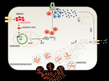 췌장β세포에 포도당을 흡수한 경우의 인슐린 분비 기구(DPP-4 억제제 및 GLP-1 작용제에 대해서는 미기재)