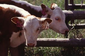 마일스 시티, 몬태나에 있는 헤리퍼드 품종의 쌍둥이 송아지