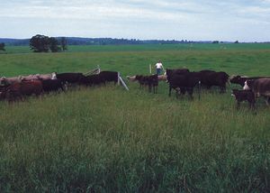 교대 방목을 통해 각 구획을 짧은 기간 동안 차례로 방목하는 목초지