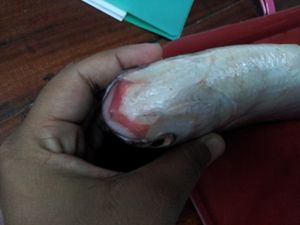 숭어의 두꺼운 입술