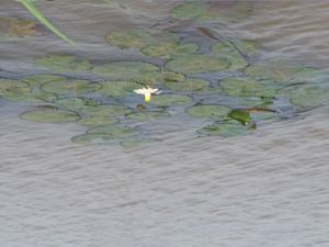 타나호 해안 근처에 떠 있는 수련 잎