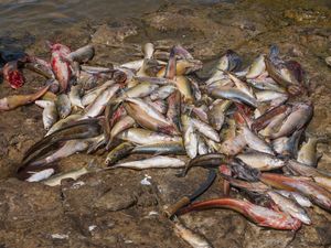 호수에서 잡힌 다양한 Labeobarbus 잉어 및 아프리카 날개 가물치