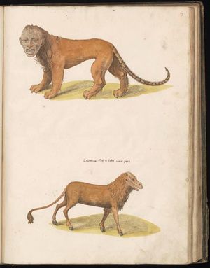 만티코어와 크로코타. 펠릭스 플라터의 Historiae animalium (1551–1558)를 위해 준비됨.