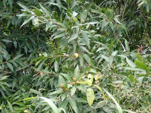 야생화된 도금양（오키나와현 이시가키시 오하마 미야라강 기슭）