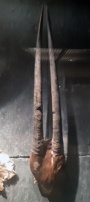 코펜하겐 대학교 동물학 박물관의 뿔