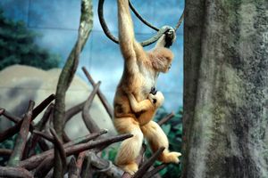 북부흰뺨긴팔원숭이 암컷과 새끼, 브룩필드 동물원(Brookfield Zoo), 미국