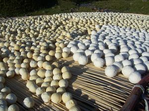 키르기스스탄에서 쿠루트를 만드는 과정