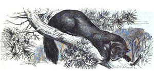 《그림으로 보는 자연사》, 1865년에 삽화로 그려진 일본 검은담비