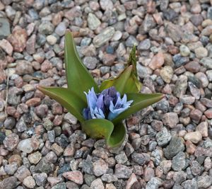 Hyacinthus transcaspicus
