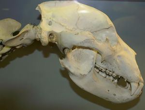 스미스소니언 국립 자연사 박물관에 전시된 코디악곰의 두개골.