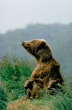 어미 곰과 새끼 곰