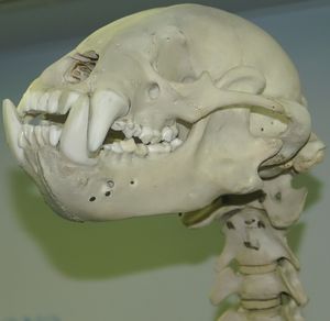 짧은 주둥이를 보여주는 두개골