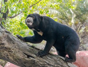 말레이곰은 곰과 중에서 가장 수목 생활을 하는 동물이다.