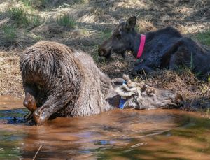 무선 추적 목걸이를 착용한 두 어린 말코손바닥사슴