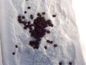 말코손바닥사슴 배설물은 길에서 흔히 발견된다. 일부 기념품 가게에서는 이를 셸락으로 밀봉하고 유머러스한 이름표를 붙여 판매하기도 한다.