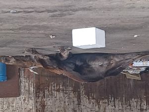 알래스카의 폐기물 처리 시설에 있는 말코손바닥사슴 사체. 사망 원인 불명