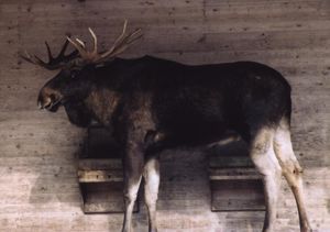 동물원에서 사육되는 개체(스웨덴)