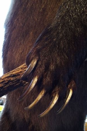 회색곰의 발톱은 아메리카흑곰보다 길고 땅을 파는 데 적합하다.