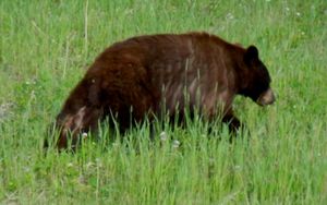 캐나다 유콘 준주에서 발견된 회색곰-흑곰의 잡종으로 추정되는 개체