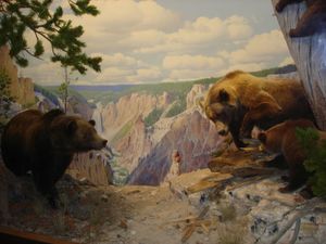 미국 자연사 박물관의 박제 표본