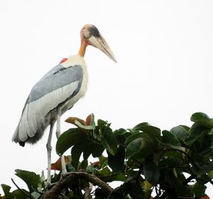 바갈푸르에 서식하는 큰새