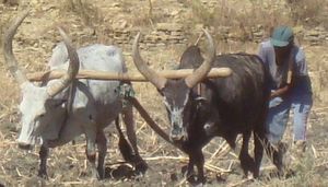 메켈레 인근에서 쟁기질을 하는 라야 소