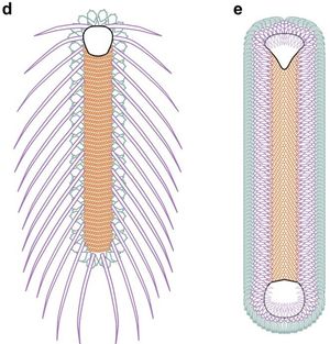 Orthrozanclus (왼쪽)와 Halkieria (오른쪽)의 비교