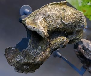 왼쪽을 향하고 있으며 얼굴 오른쪽 부분이 없는 (하지만 오른쪽 치열은 여전히 있는) 3/4 정면 모습의 두개골