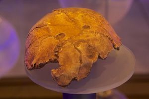 상단에 두 개의 두드러지고 가깝게 간격을 둔 원이 있는 두개골