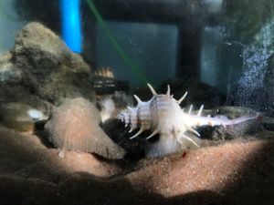 작은 수족관의 장식용 암석이 있는 굴착된 모래 기질의 달팽이