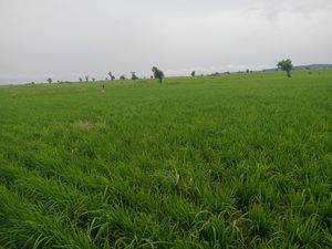 곰베주에서 행해지는 쌀 농업