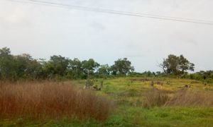 로코자 초원과 나무