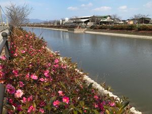 개울가를 따라 조성된 산책로와 마을의 나무 츠바키(동백나무) 식재