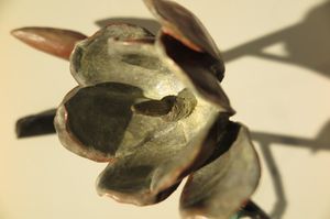 캐나다 예술가 사라 말로니가 제작한 청동과 강철로 만든 조각 시리즈 Magnolia는 First Flowers라는 제목으로, 진화론적 원형이자 봄에 처음으로 꽃을 피우는 나무라는 이중적인 시작의 상징성을 강조한다.