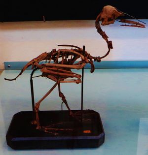 Anas blanchardi 화석