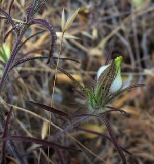 꿀풀목의 기생 식물; Cordylanthus rigidus