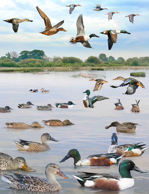 영국 및 아일랜드의 Crossley ID Guide에서 발췌한 ID 복합체