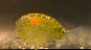 몸 속에 극두동물(주황색)을 가진 담수 새우. 오리는 새우를 먹고 기생충에 감염된다.