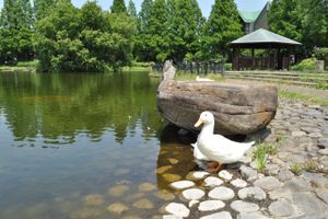 공원에 서식하는 집오리