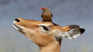 임팔라는 붉은부리소등쪼기새와 공생 관계에 있다.