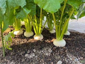 재배 중인 순무. 자라면서 흰 부분(배축)이 흙 위로 드러난 모습.