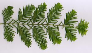 낙우송 잎 – 마주나기임에 유의