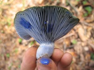 젖버섯속(Lactarius indigo)은 인상적인 파란색 색소를 함유하고 있다.